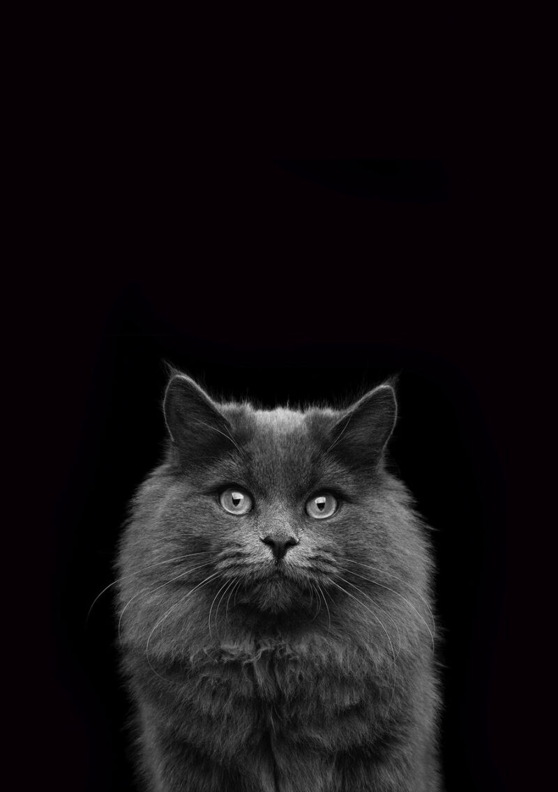 CAT Portrait 1 Black BG