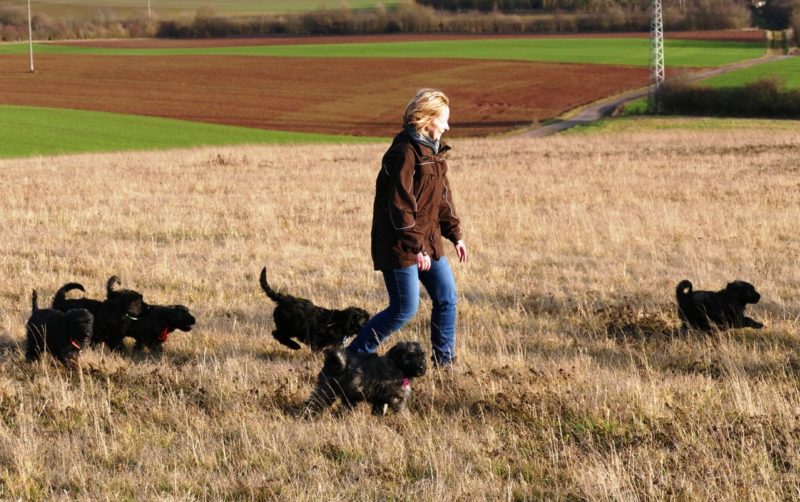 Petra Beyer Mit Bouvier Des Flandres Welpen Aus Bolanden Pfalz Foto Von Mouhcine El Ghomri