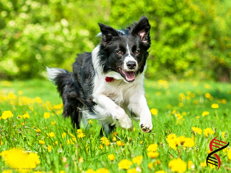 Zue1 Border Collie