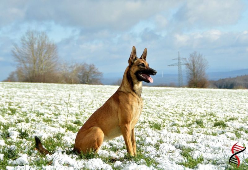 Zue2 Malinois