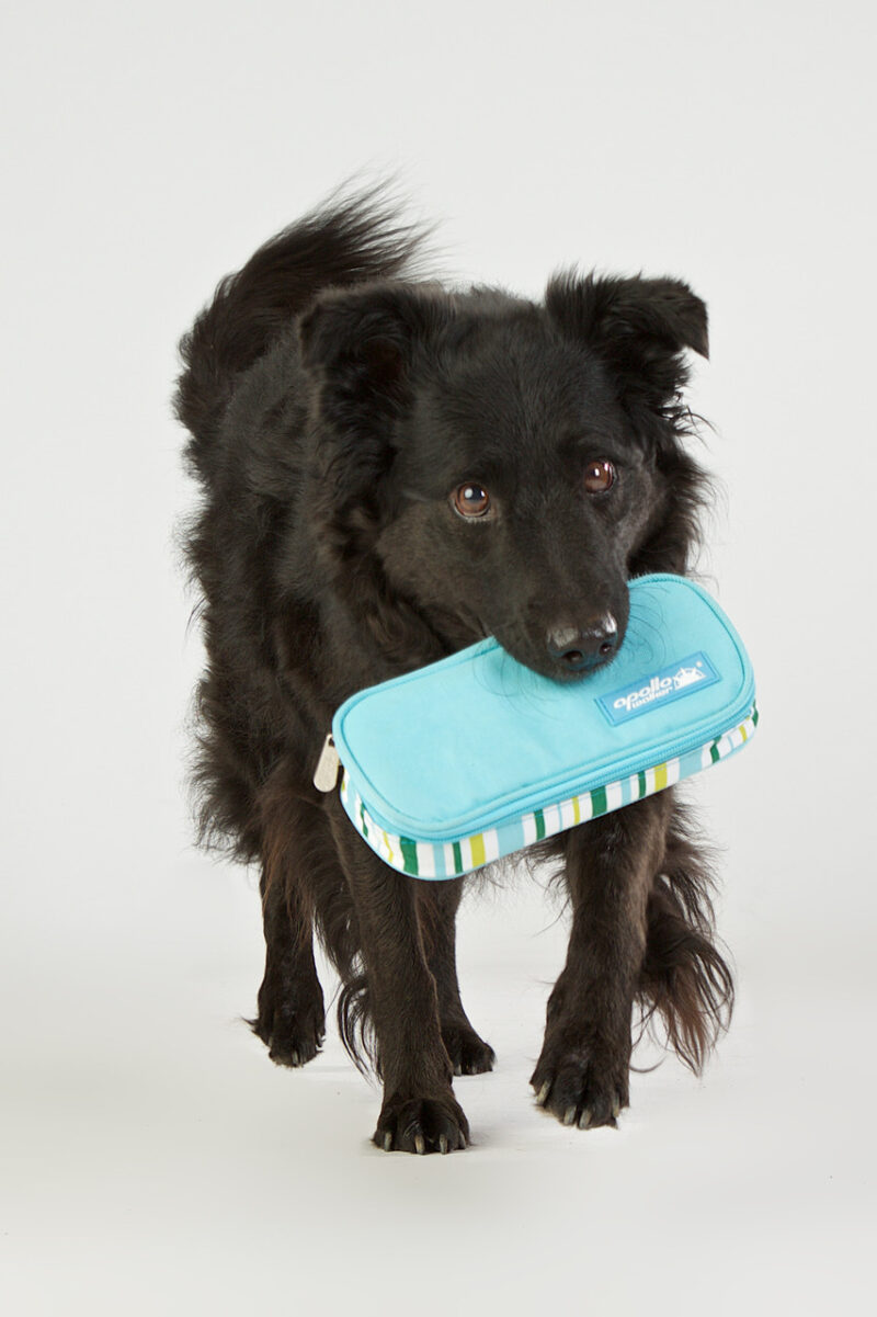 2 Diabetiker Warnhund apportiert Notfalltasche Foto Tina King die Fotografin