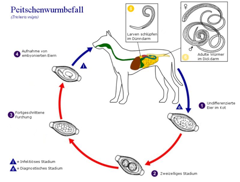 789px Peitschenwurmbefall