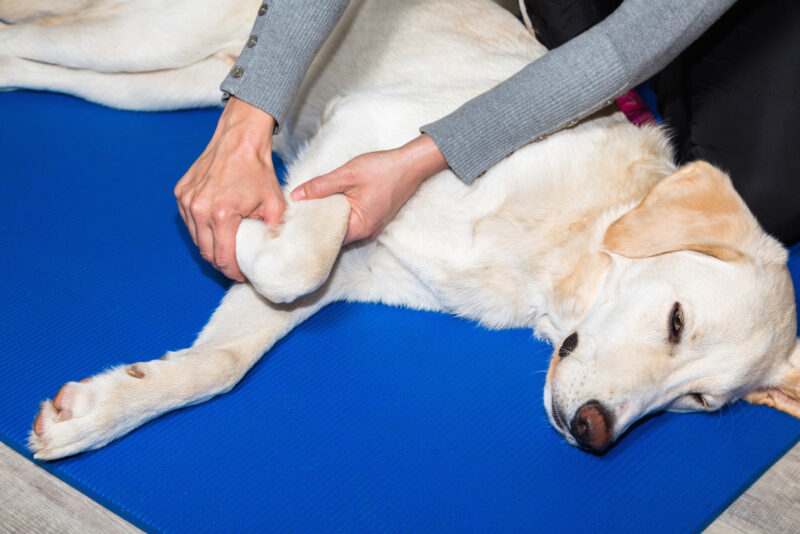 Arthrose Hund Physiotherapie