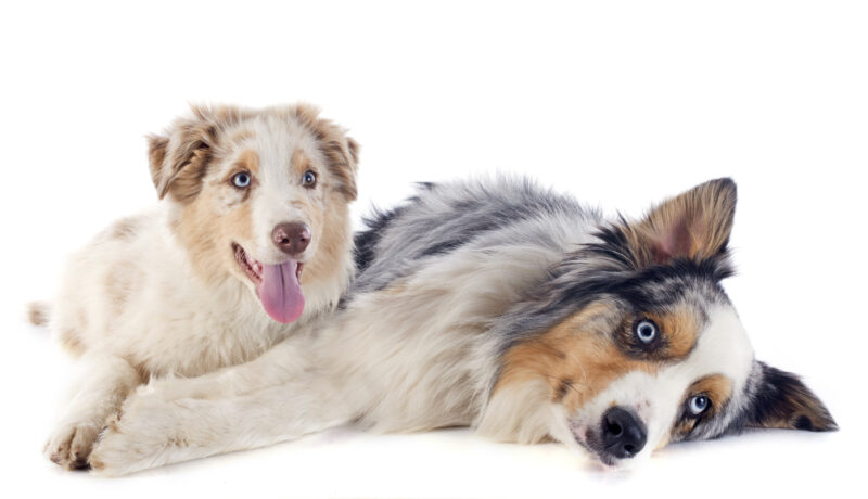 Australian Shepherds