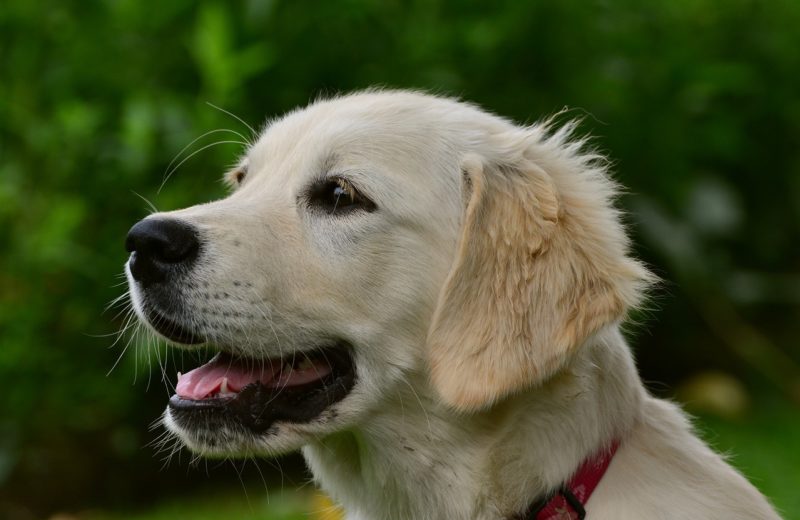 Busch Golden