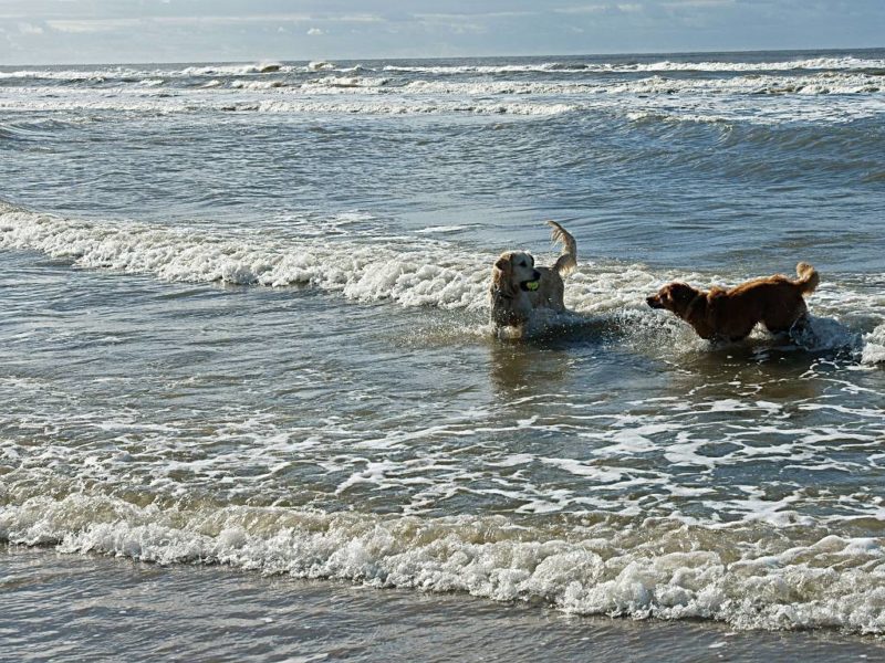 Honden Spelen In De Branding 44C9D104