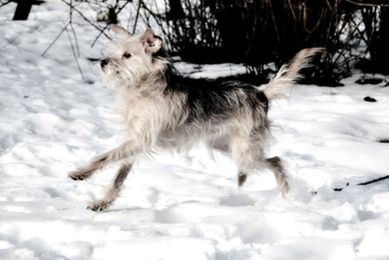 Hund Schnee 02 473X316