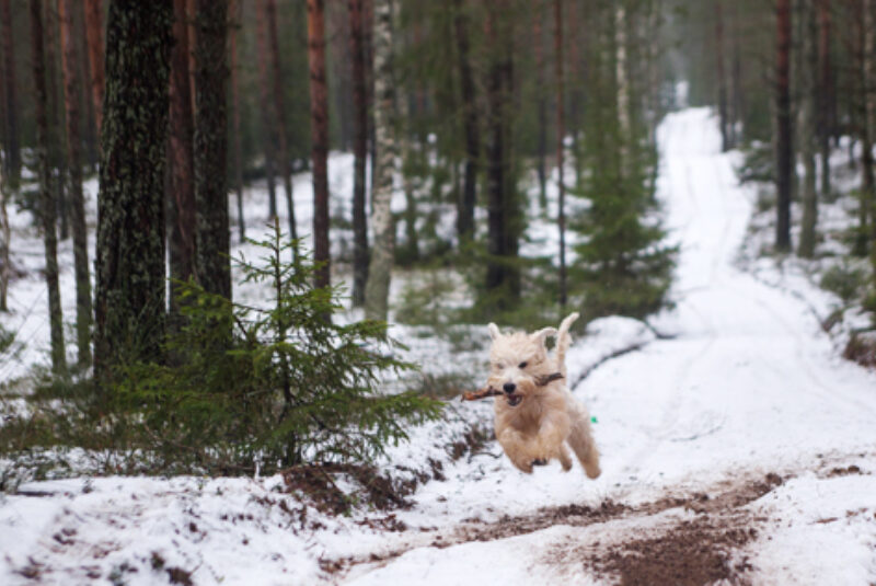 Hund Schnee 03 473X316