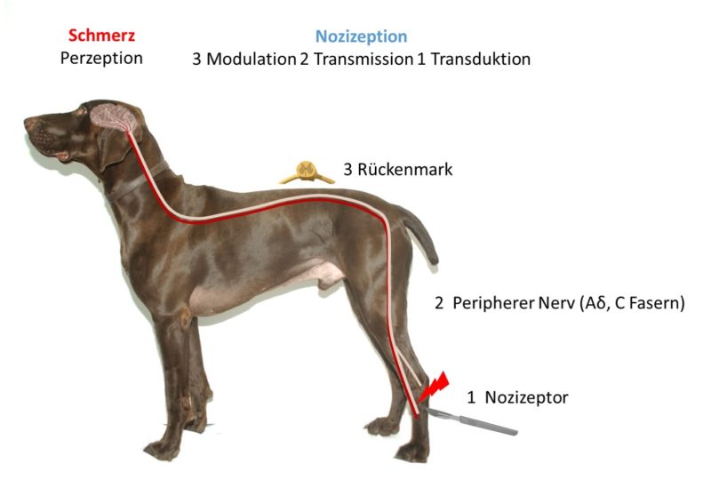 Pain pathways dog