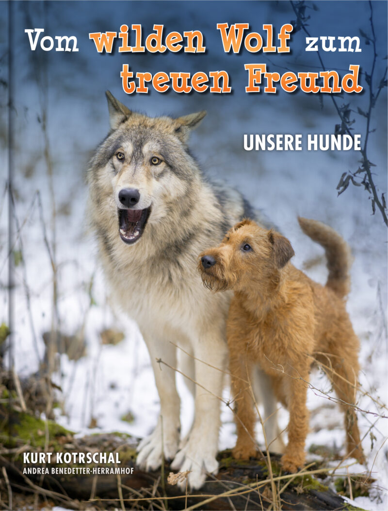 Vom Wilden Wolf Zum Treuen Freund