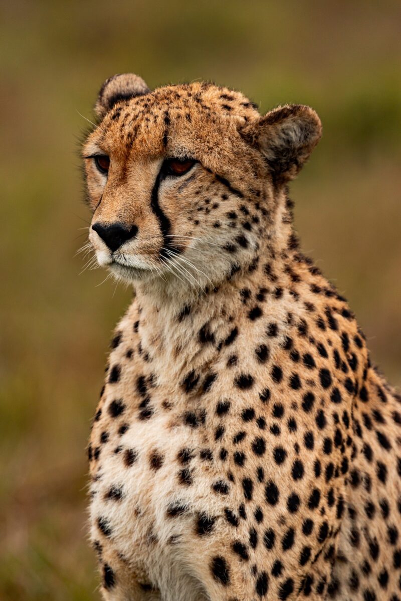 Cheetah 5689878 1920