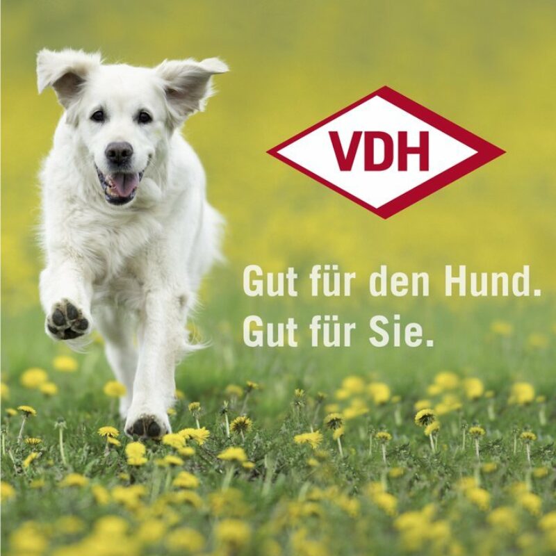 Vdh