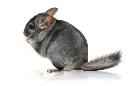 Chinchilla